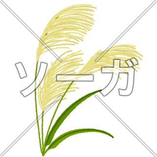 ススキのイラスト