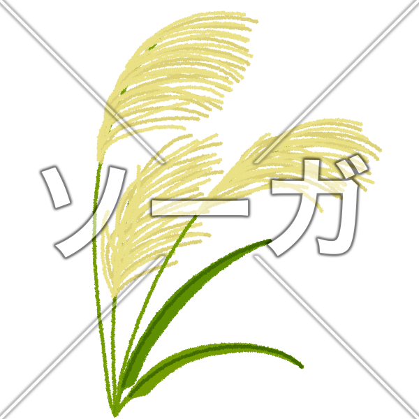 ススキのイラスト