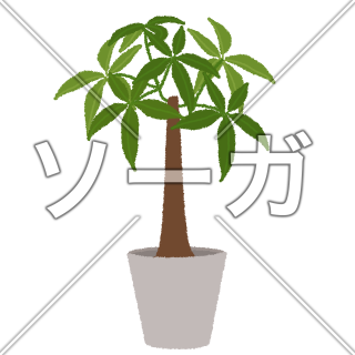 パキラのイラスト