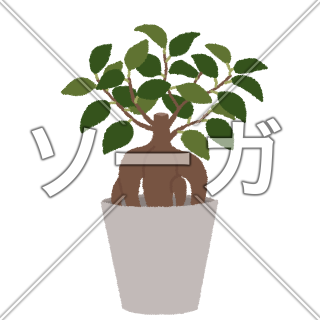 ガジュマルのイラスト