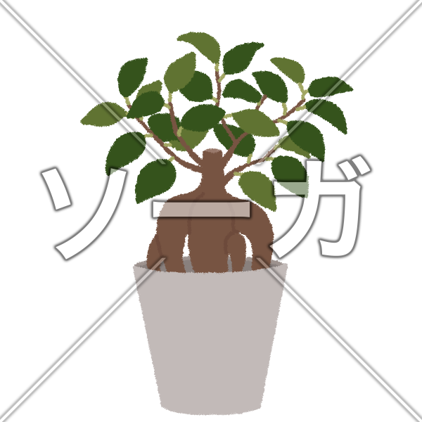 ガジュマルのイラスト