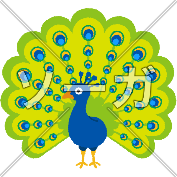 クジャクのイラスト