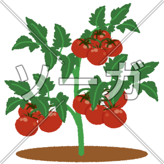 家庭菜園のイラスト