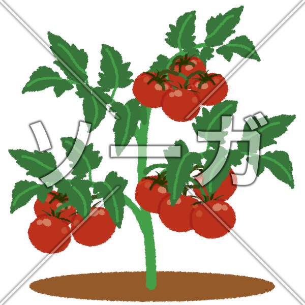 家庭菜園のイラスト