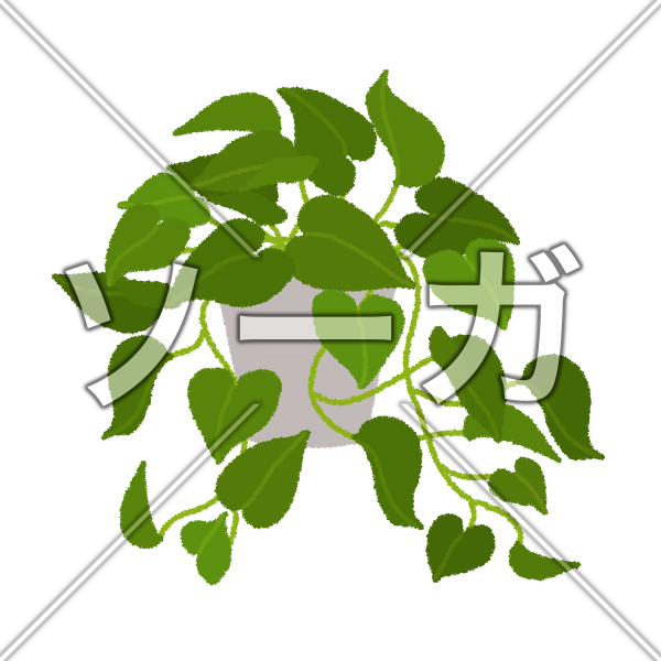 ポトスのイラスト