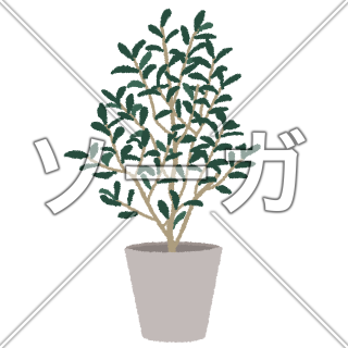 オリーブのイラスト