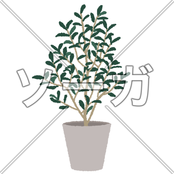 オリーブのイラスト