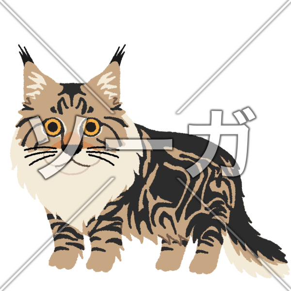 メインクーンの猫イラストのイラスト素材 無料 ソーガ