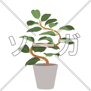 ゴムの木(フィカス)のイラスト