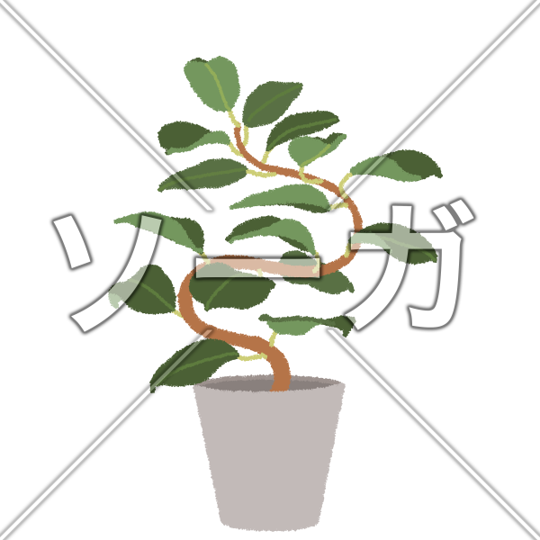 ゴムの木（フィカス）のイラスト