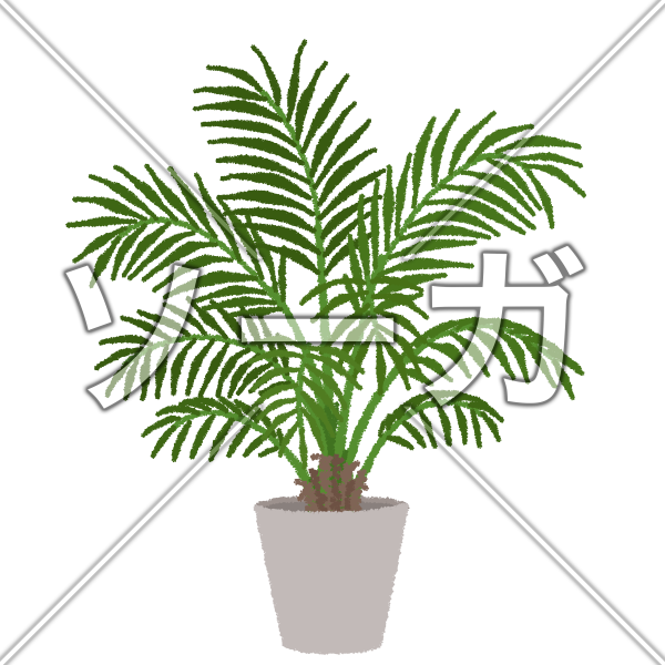 ケンチャヤシのイラスト