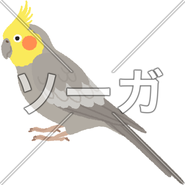 オカメインコのイラスト