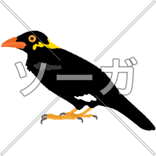 九官鳥のイラスト