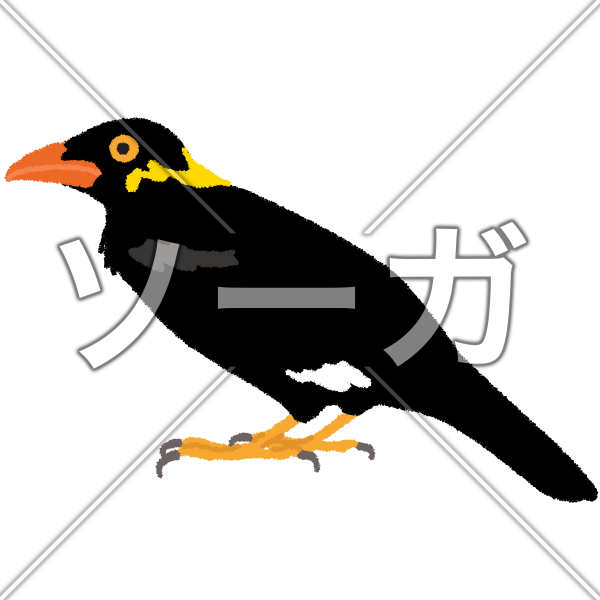 九官鳥のイラスト