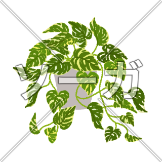 ゴールデンポトスのイラスト