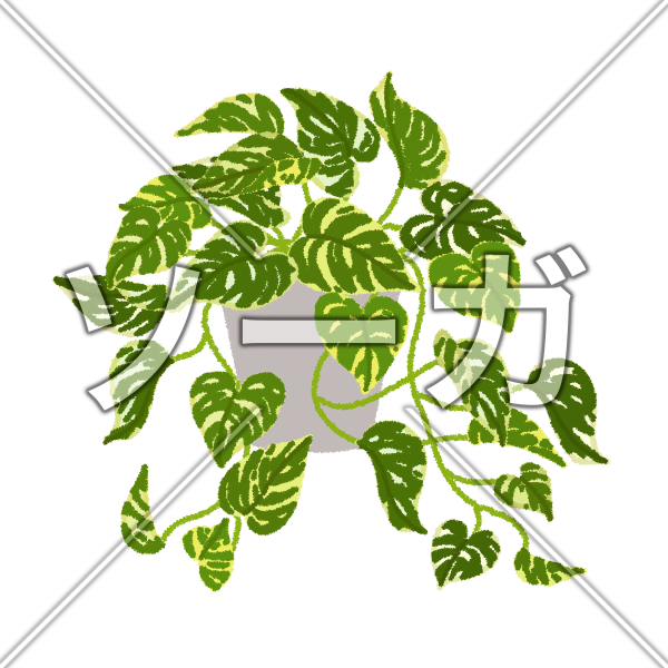 ゴールデンポトスのイラスト