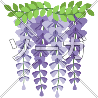 藤（フジ）の花のイラスト