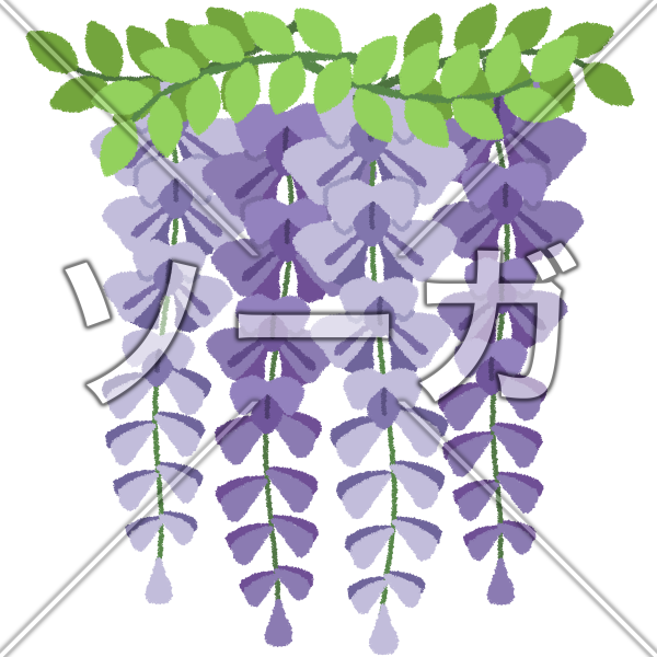 藤（フジ）の花のイラスト