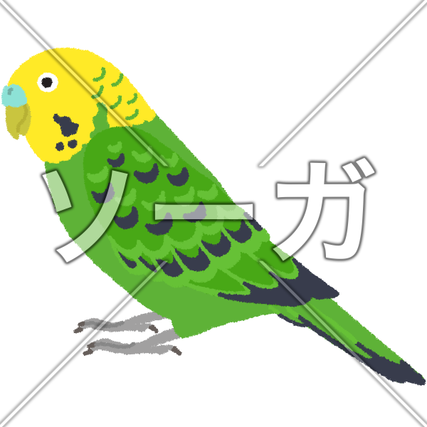 セキセイインコのイラスト