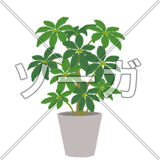 カポック(シェフレラ)のイラスト