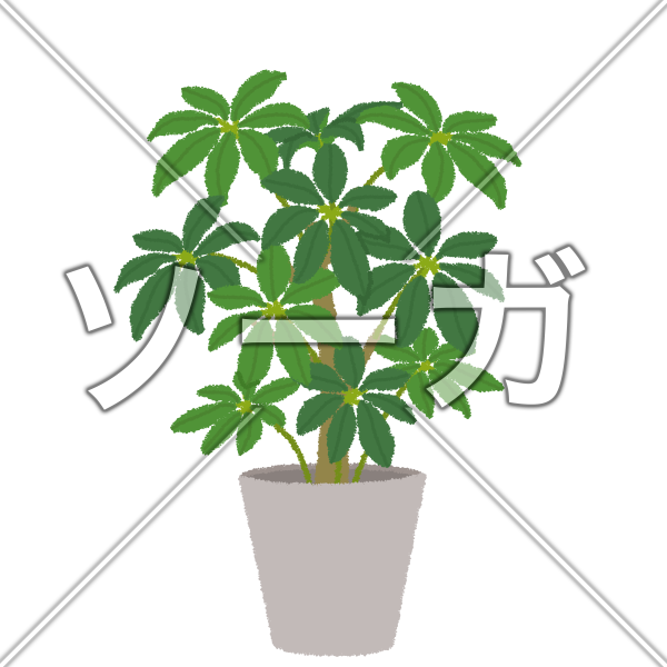 カポック（シェフレラ）のイラスト