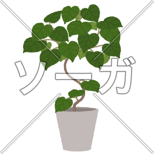 ウンベラータのイラスト