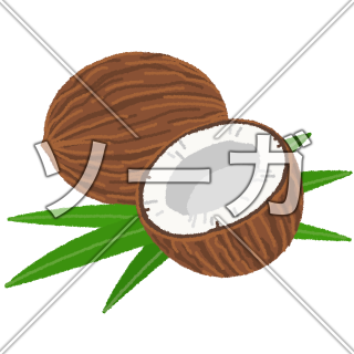 ココナッツのイラスト