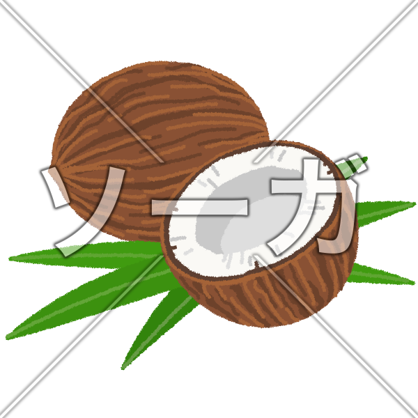 ココナッツのイラスト