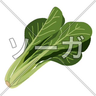 小松菜のイラスト