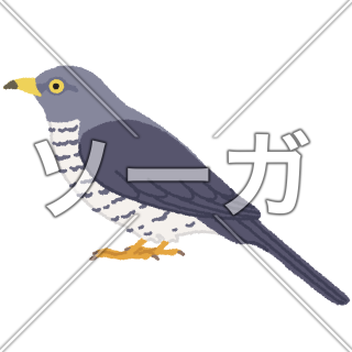 ホトトギスのイラスト