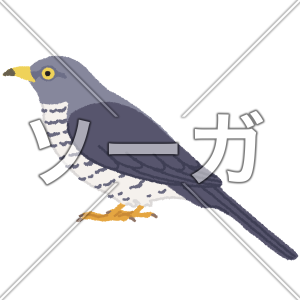 ホトトギスのイラスト