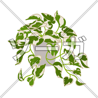 ポトスエンジョイのイラスト