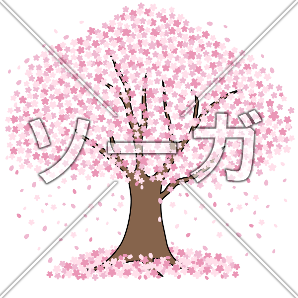 開花宣言をした満開の桜のイラストのイラスト素材 無料 ソーガ