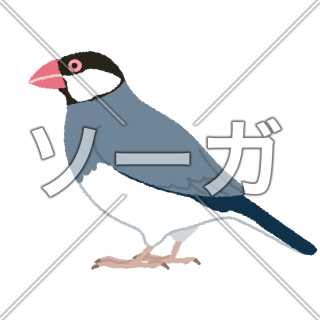 文鳥（ブンチョウ）のイラスト