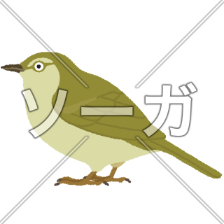 鶯（ウグイス）のイラスト