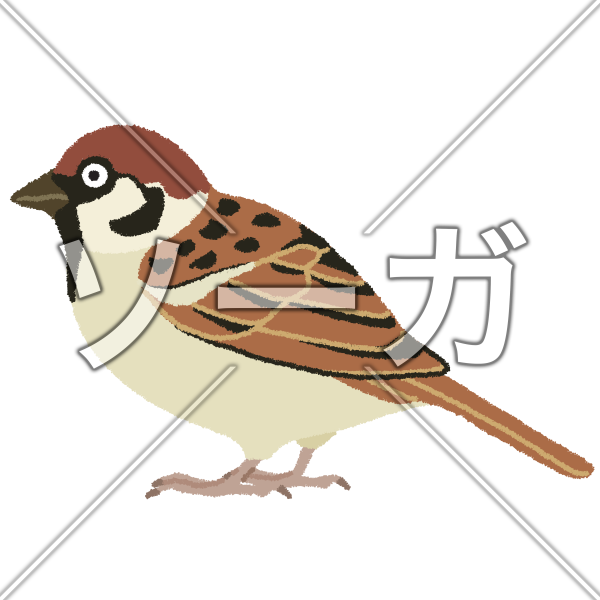 雀（スズメ）のイラスト
