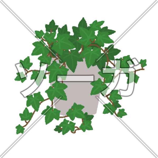 アイビーのイラスト