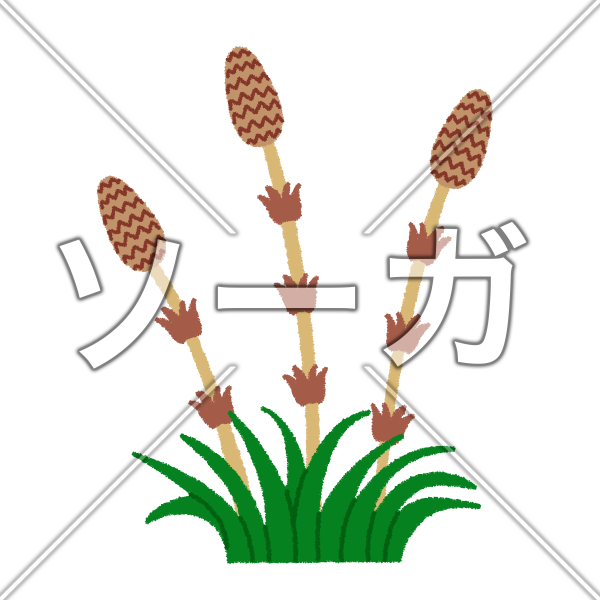 つくしのイラスト