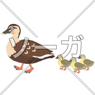 カルガモのイラスト