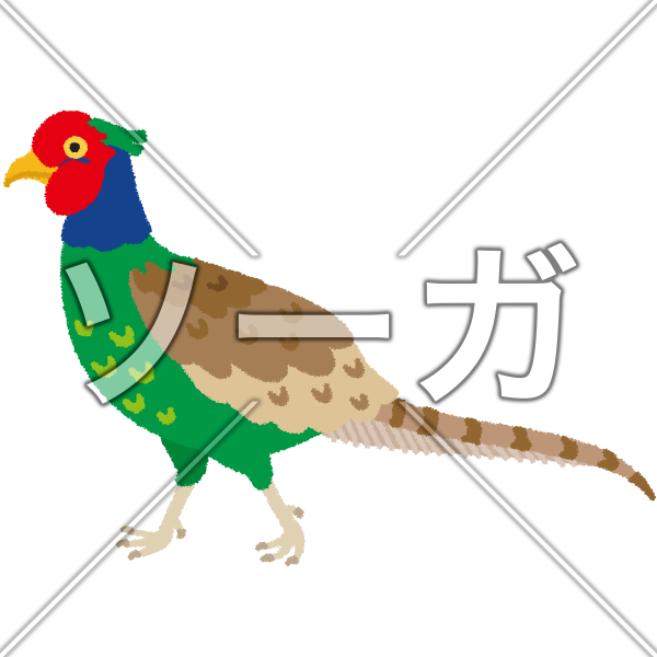キジのイラスト