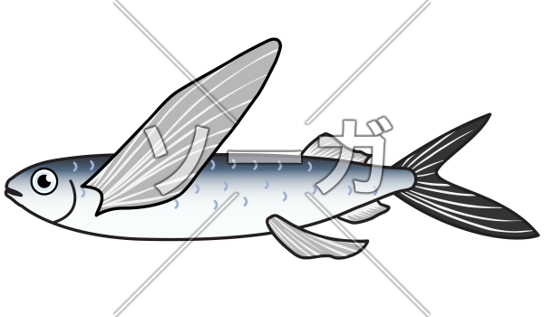 トビウオ 飛魚 のイラストのイラスト素材 無料 ソーガ