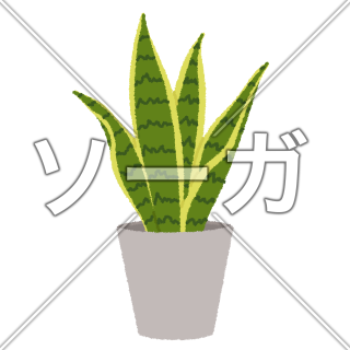サンスベリアのイラスト