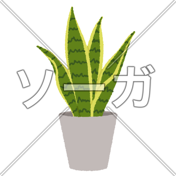 サンスベリアのイラスト